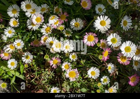 Nahaufnahme von erigeron karvinskianus Asteraceae Gänseblümchenähnliche Blumen von oben, die im Sommer im Garten wachsen England Vereinigtes Königreich GB Großbritannien Stockfoto