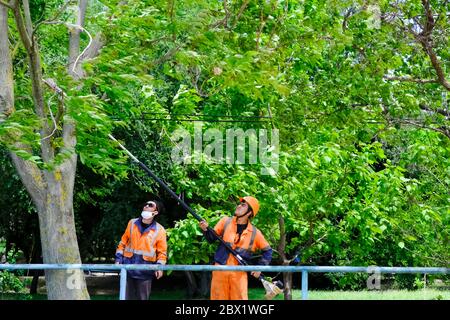 Rostow am Don, Russland, Juni 04 2020. Professionelle Arbeiter schneiden mit einer Gartensäge Baumzweige ab. Baumschnitt in einem Stadtpark. Stockfoto