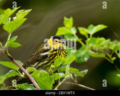 Cape May Warbler, Setophaga tigrina, ein wunderschöner Neotropischer Wandersänger in den Wäldern von Ohio, USA Stockfoto