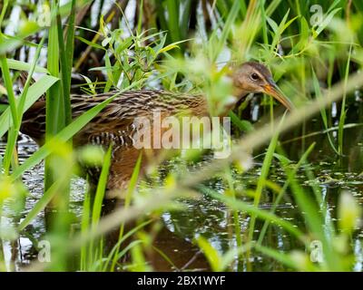 King Rail, Rallye elegans, eine Zuggleise in Sümpfen und Feuchtgebieten Nordamerikas gefunden Stockfoto