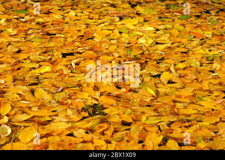 Herbst leuchtend goldene Blätter im Wasser im Park. Gelb verschiedene Blätter auf dem Fluss schwimmen. Herbsthintergrund. Draufsicht. Stockfoto