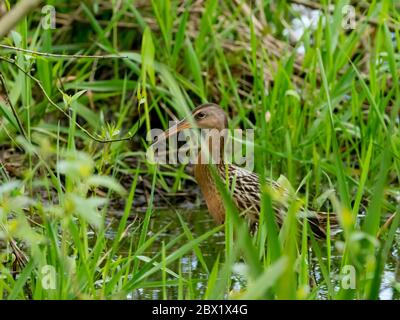 King Rail, Rallye elegans, eine Zuggleise in Sümpfen und Feuchtgebieten Nordamerikas gefunden Stockfoto