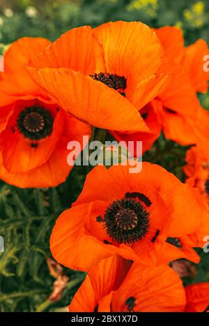 Wunderschön lebendige riesige Mohn Blumen wachsen zusammen. Stockfoto