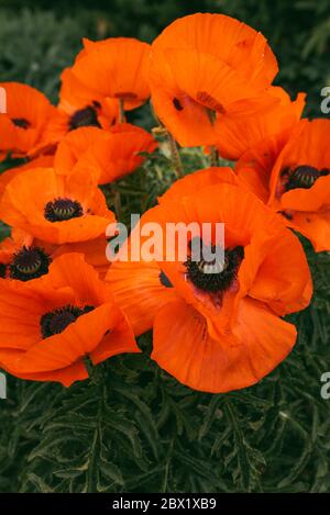 Wunderschön lebendige riesige Mohn Blumen wachsen zusammen. Stockfoto