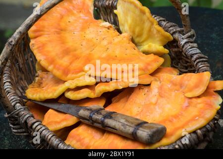 Schwefel-Porling, Schwefelporling, Gemeiner Schwefelporling, Pilzkorb, Pilzerte, Pilze sammeln, Porling, Laetiporus sulfureus, Schwefelpolypore, sul Stockfoto