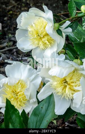 Weiße Pfingstrose im Garten 'Cheddar Charm' Pfingstrosen Paeonia lactiflora Schönheit blühende Blume Stockfoto