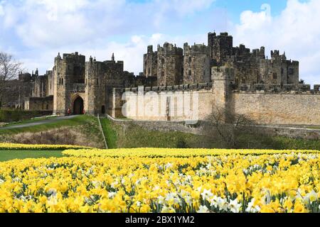 Alnwick Castle in Northumberland mit Narzissen in voller Blüte 02-4-19 Stockfoto