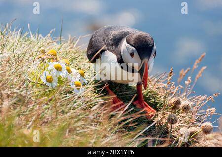 Ein Papageitaucher, der an einem Sommertag neben Blumen am Rande der Klippe Látrabjarg in den Westfjorden, Island, ruht Stockfoto