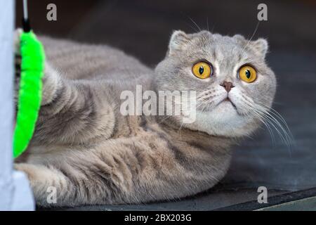 Eine graue Katze spielt mit einem Spielzeug, das auf dem Boden liegt. Stockfoto