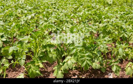 Kartoffelplantagen wachsen auf dem Feld. Gemüsebrühen. Landwirtschaft, Landwirtschaft. Landschaft mit landwirtschaftlichen Flächen. Erntegut Stockfoto