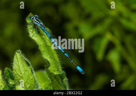 Eine rastende azurblaue Libelle, coenagrion mercuriale, eine Libelle, die auf einem Blatt sitzt Stockfoto