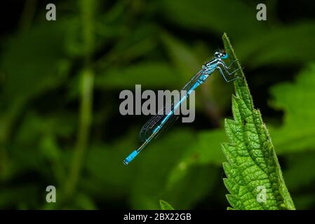 Eine rastende azurblaue Libelle, coenagrion mercuriale, eine Libelle, die auf einem Blatt sitzt Stockfoto