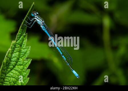 Eine rastende azurblaue Libelle, coenagrion mercuriale, eine Libelle, die auf einem Blatt sitzt Stockfoto