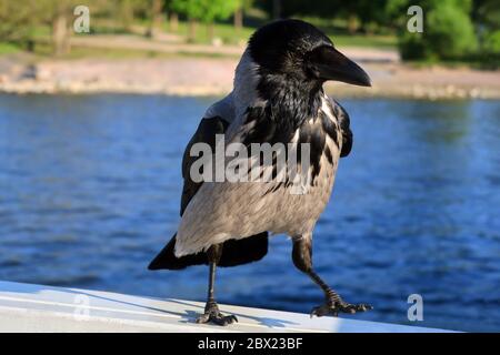 Kapuzengras, Corvus cornix, machen einen Spaziergang auf dem Holzgeländer des Strandpiers. Flacher freiheitsgrad, Fokus auf Vogel. Stockfoto