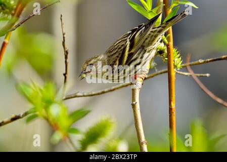 Eine Seitenansicht eines Pine Siskin 'Carduelis pinus', auf einem Weidenzweig in einem bewaldeten Lebensraum im ländlichen Alberta Kanada thront Stockfoto