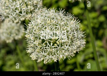 Allium stipitatum 'Mount Everest' kugelförmig weiß gedrängte Dolde von kleinen Blumen im späten Frühjahr, Mai, Berkshire Stockfoto