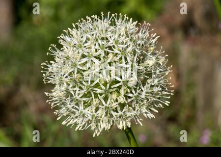 Allium stipitatum 'Mount Everest' kugelförmig weiß gedrängte Dolde von kleinen Blumen im späten Frühjahr, Mai, Berkshire Stockfoto