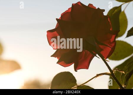 Warme orangefarbene Sonne, die die Blütenblätter einer roten Kletterrose Rosa 'Dance du Feu' an einem Frühlingsabend im Garten, Mai, beleuchtet Stockfoto