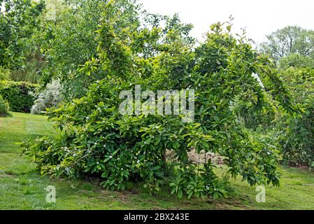 Ein gewöhnlicher Medlar-Baum (Mespilus germanica) in vollem Blatt kurz nach der Blüte in einem Landgarten, Berkshire, Mai Stockfoto