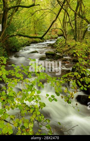 Horner Wasser fließt durch Horner Woods, Exmoor. Stockfoto