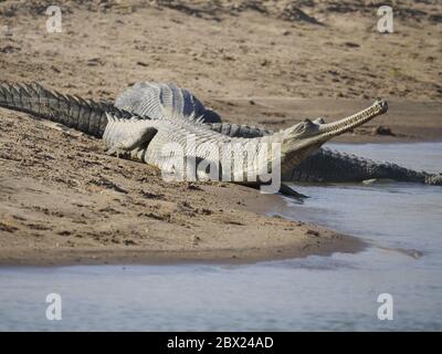 Gharial - auf Fluss bankGavialis gangeticus Rajasthan, Indien RE000339 Stockfoto