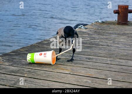 Kapuzenkrähe, corvus cornix, zieht das Plastikstroh von McDonalds Softdrink-Behälter heraus, um das gelbe Soda-Getränk innen zu erhalten. Stockfoto