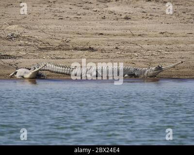 Gharial - am Fluss bankGavialis gangeticus Rajasthan, Indien RE000342 Stockfoto