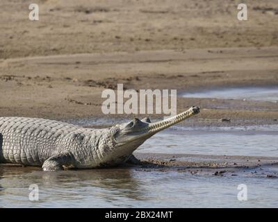 Gharial - am Fluss bankGavialis gangeticus Rajasthan, Indien RE000352 Stockfoto