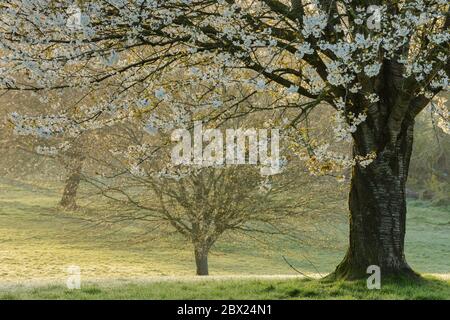 Eine Gruppe blühender wilder Kirschbäume (Prunus avium) in einem Park in Somerset, Großbritannien. Stockfoto