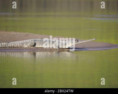 Gharial - auf dem Fluss bankGavialis gangeticus Rajasthan, Indien RE000359 Stockfoto