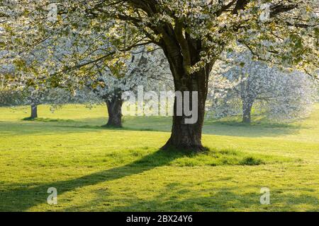 Eine Gruppe von vier blühenden Wilden Kirschbäumen (Prunus avium) in einer Parklandschaft in Somerset, Großbritannien. Stockfoto