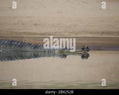 Gharial - am Fluss bankGavialis gangeticus Rajasthan, Indien RE000370 Stockfoto