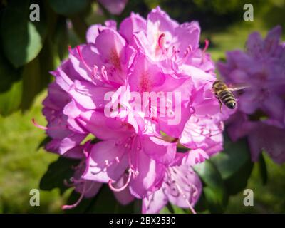 Biene fliegt auf Blume, um Pollen zu sammeln Stockfoto