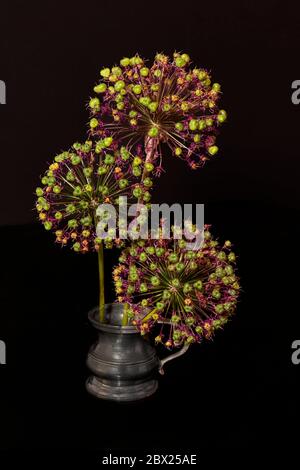 Großer Allium-Samenkopf Gegen Schwarzen Hintergrund Stockfoto