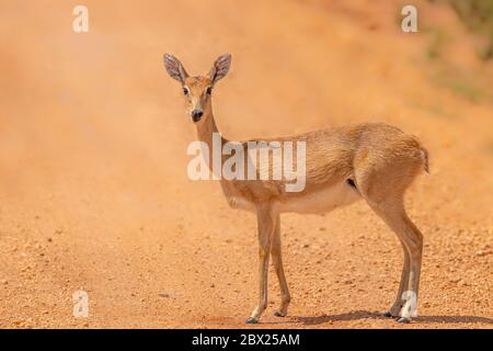 Weibliche Oribi (Ourebia ourebi) im Grasland des Murchison Falls National Park, Uganda. Stockfoto