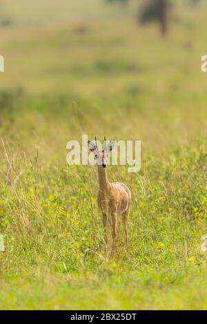 Male Oribi (Ourebia ourebi) im Grasland des Murchison Falls National Park, Uganda. Stockfoto