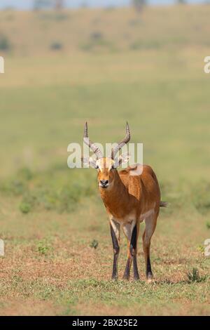 Ein männlicher Kob (Kobus kob), Murchison Falls National Park, Uganda. Stockfoto