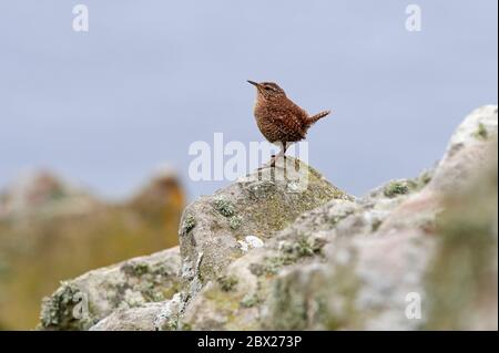 Shetland-Wren (Troglodytes troglodytes) Großbritannien Stockfoto