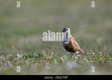 Dotterel (Charadrius morinellus) Großbritannien Stockfoto