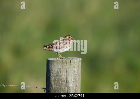 Common Snipe (Gallinago gallinago) UK Stockfoto