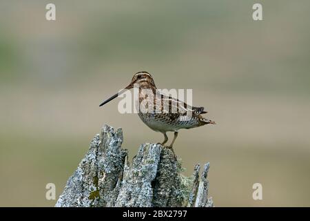 Common Snipe (Gallinago gallinago) UK Stockfoto