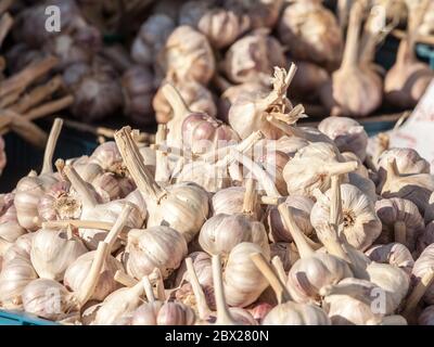 Birnen von weißen Knoblauchzehen auf dem Stand eines grünen Bauernmarkt. Teil der Zwiebelgattung, Knoblauch oder allium sativum, ist in Europ üblich Stockfoto