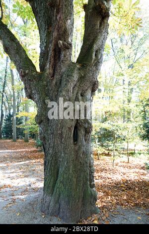 Sehr alter ausgehöhlter Baum, der noch nicht gestorben ist, fotografiert im Frühjahr Stockfoto