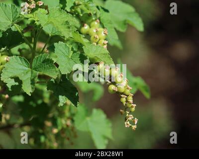 Zweig der grünen unreifen Johannisbeere wächst im Garten Hintergrund Stockfoto