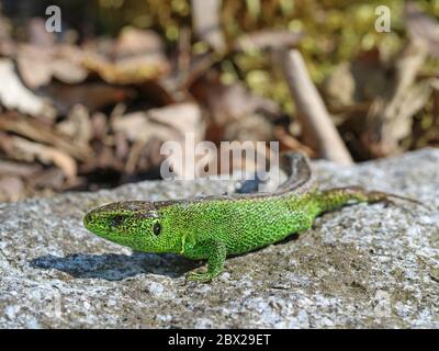 Männchen europäische grüne Sandeidechse, Lacerta agilis, auf Stein, aus nächster Nähe Stockfoto