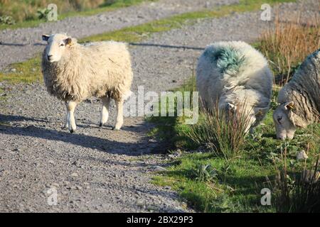 Schafzucht in Wales, Vereinigtes Königreich Stockfoto