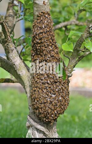 Bienenschwarm in Traubenform auf jungen Obstbäumen Stockfoto