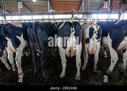 Kühe in Kugelschreibern auf Milchviehhof in Wisconsin Stockfoto