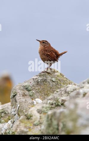 Shetland-Wren (Troglodytes troglodytes) Großbritannien Stockfoto