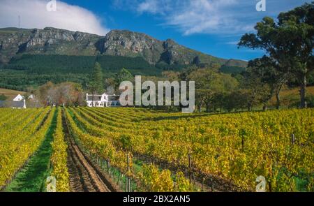 KAPSTADT, SÜDAFRIKA, APRIL 1999 - Buitenverwachting Winery in Constantia. Stockfoto